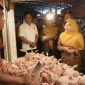 Bupati Pandeglang, Raden Dewi Setiani saat meninjau harga daging ayam potong di Pasar Badak Pandeglang