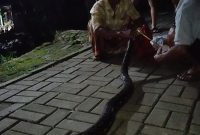 Warga Kampung Tegalwangi, Desa Tegalwangi, Kecamatan Menes, menangkap seekor ular sanca sepanjang sekitar 3 meter yang ditemukan di lingkungan permukiman pada Senin malam sekitar pukul 21.45 WIB.