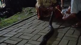 Warga Kampung Tegalwangi, Desa Tegalwangi, Kecamatan Menes, menangkap seekor ular sanca sepanjang sekitar 3 meter yang ditemukan di lingkungan permukiman pada Senin malam sekitar pukul 21.45 WIB.