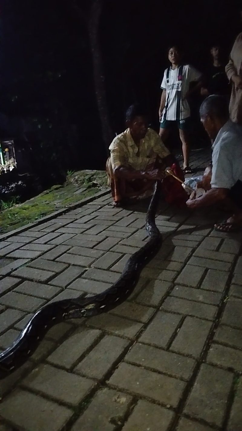 Warga Kampung Tegalwangi, Desa Tegalwangi, Kecamatan Menes, menangkap seekor ular sanca sepanjang sekitar 3 meter yang ditemukan di lingkungan permukiman pada Senin malam sekitar pukul 21.45 WIB.