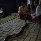Warga Kampung Tegalwangi, Desa Tegalwangi, Kecamatan Menes, menangkap seekor ular sanca sepanjang sekitar 3 meter yang ditemukan di lingkungan permukiman pada Senin malam sekitar pukul 21.45 WIB.